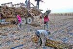 Directora de Medio Ambiente de Bermejo advierte sobre falta de mitigación en Industrias Agrícolas