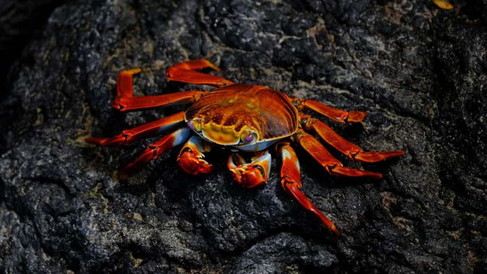 Investigadores convierten desechos de mariscos en materiales para baterías sostenibles