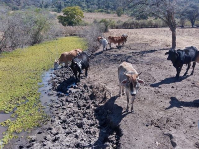 La escasez de agua para el ganado empeora en Tarija