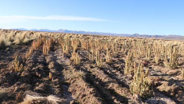 Gobiernos de Oruro y Potosí declaran desastre por sequía