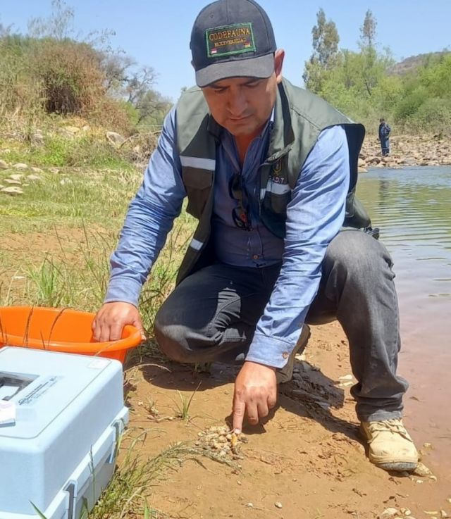 Identifican posibles causas tras la mortandad de cangrejos