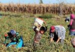 Trabajadores “golondrinas”: la explotación laboral que sufre la comunidad boliviana en Argentina