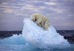 Fotógrafo de Vida Silvestre del Año es elegido por imagen de oso polar durmiendo