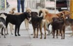 “Inician campaña de esterilización de perros en Tarija para controlar población canina”