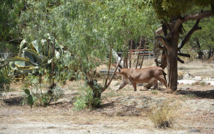 Denuncian muerte de 53 animales en bioparque Vesty Pakos en La Paz