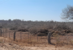 La deforestación del bosque en el Chaco tarijeño sigue en aumento