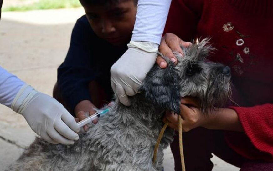 Resultados alentadores en la campaña de vacunación antirrábica en Tarija
