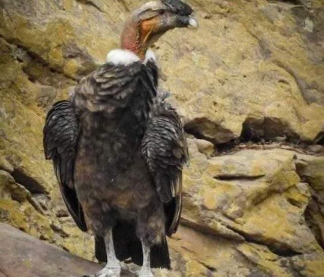 Próxima inauguración del Mercado El Dorado en Tarija con inversión de 22 millones de bolivianos