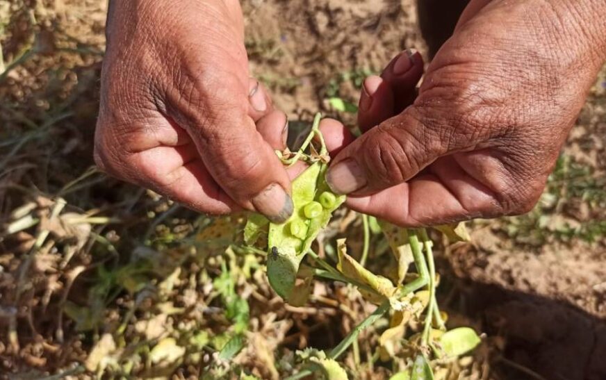 Helada Devastadora Arrasa Cultivos en Tarija: Agricultores en Crisis Piden Ayuda Urgente