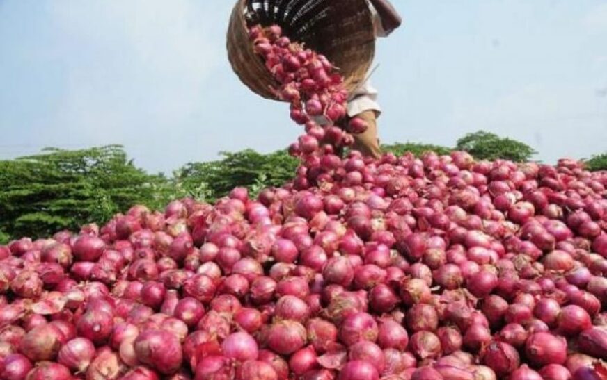 Bolivia Avanza en Exportación de Cebolla: Permisos Fitosanitarios y Primer Envío a Paraguay en el Horizonte