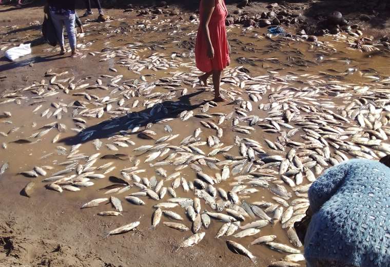 Mortandad Masiva de Peces en Villa Montes: La ‘Borrachera del Río’ Afecta al Pilcomayo