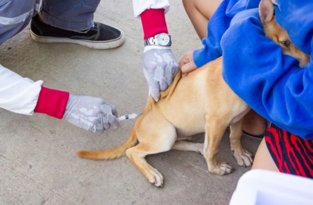 Alerta en Tarija: Confirman Nuevos Casos de Rabia en Mascotas y Aumentan Infecciones en Bolivia