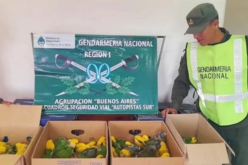 Pintaban cotorras con químicos para venderlas como aves exóticas y los atrapó Gendarmería