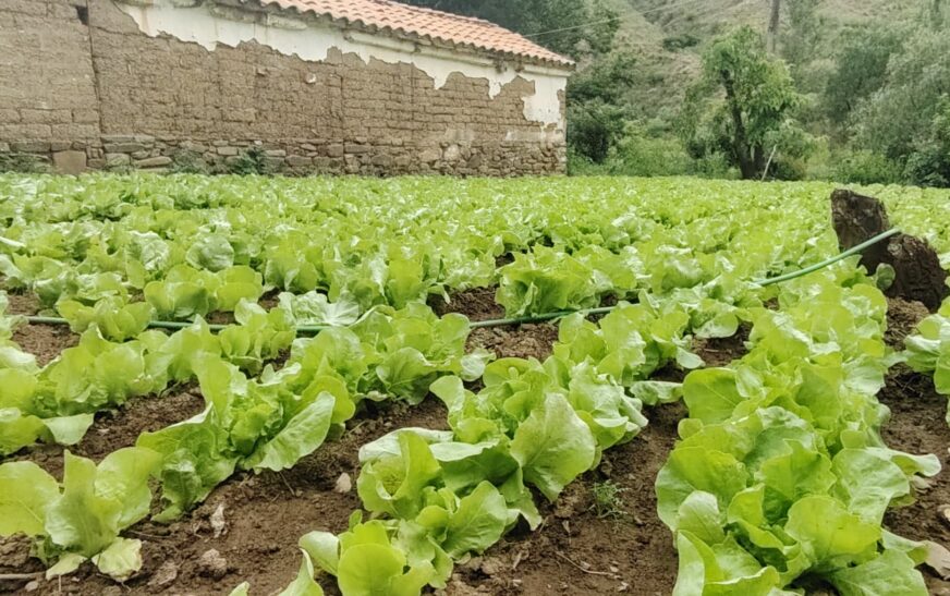 Feria Ecológica en Alma Tierra: Productos Frescos y Sin Químicos Este Sábado en Tarija