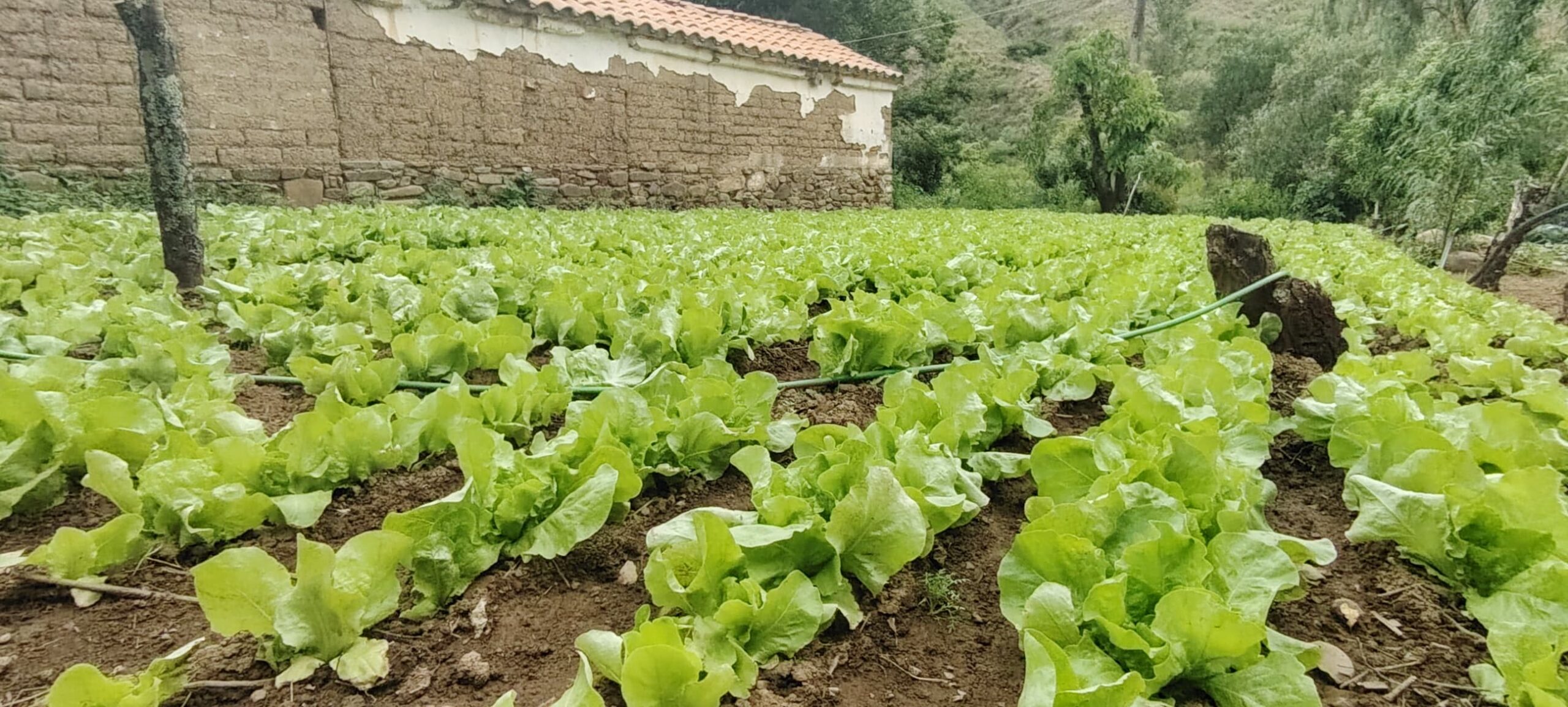 Feria Ecológica en Alma Tierra: Productos Frescos y Sin Químicos Este Sábado en Tarija