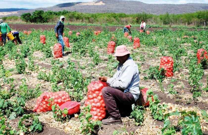 Escasez de cebolla eleva precios en mercados bolivianos