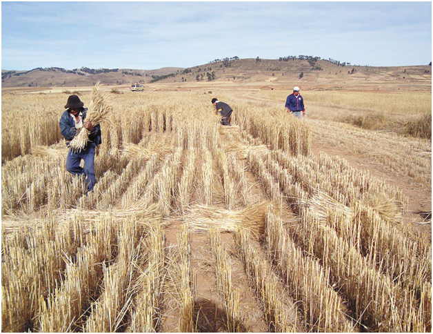 Tarija Impulsa Producción Local de Trigo Frente a Dependencia y Precios