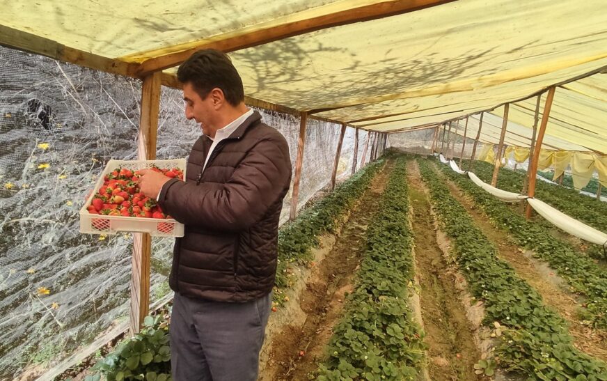 Programa Frutilla genera 46 millones Bs y beneficia a familias en Tarija