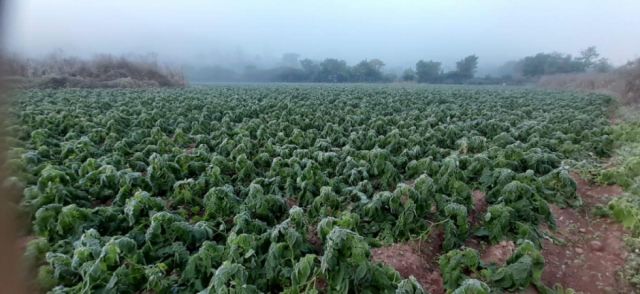 Ola de frío extremo daña cultivos en Tarija y eleva costos agrícolas ante nuevas previsiones de bajas temperaturas
