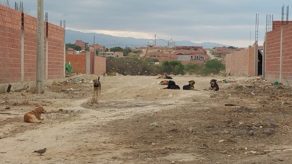 Tarija intensifica campaña contra abandono y maltrato animal ante bajas temperaturas con sanciones y acciones legales