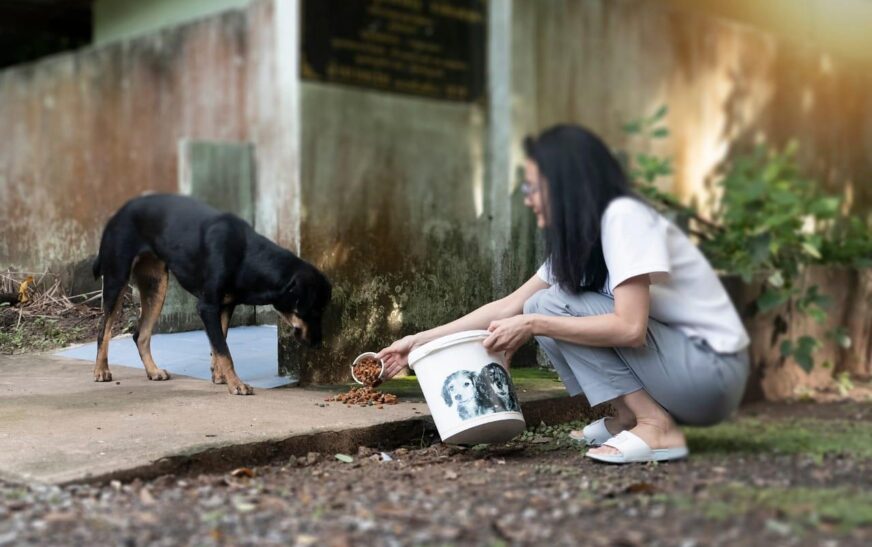 Asambleísta denuncia robo a refugios de animales y aborda caso de perros de raza peligrosa