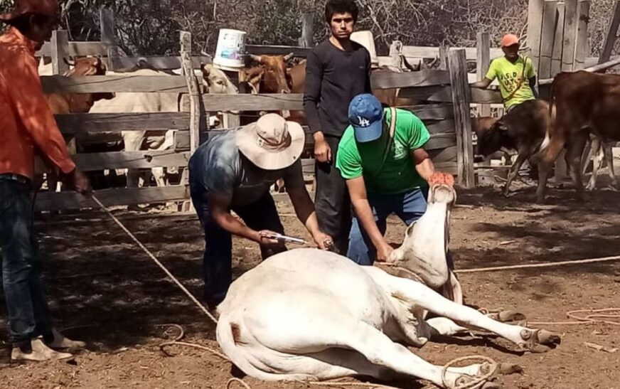 Mortandad de 600 cabezas de ganado en el Chaco sacude al sector ganadero