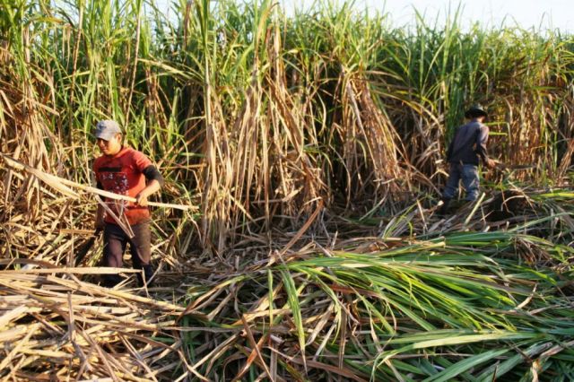 Bermejo busca nuevo ingenio para su desarrollo económico y social