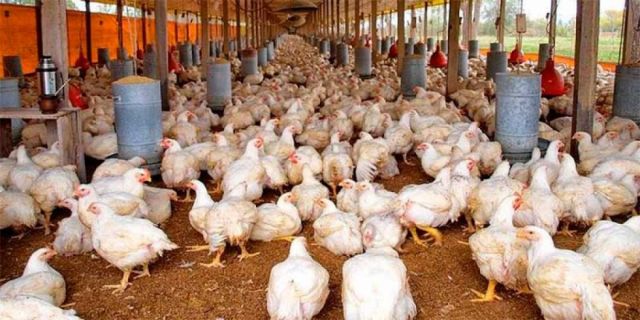 Gripe aviar alerta sector avícola Tarija producción en riesgo