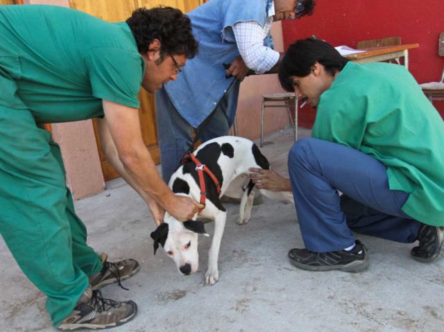 Tarija inicia vacunación antirrábica canina en octubre campaña preventiva contra la rabia en perros