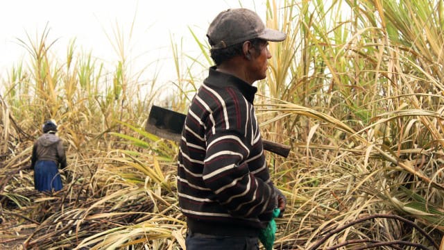 Cosecha de Caña en Bermejo Avanza 33% Zafra Azucarera Continúa hasta Octubre