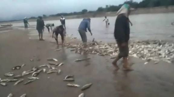 Gobernación suspende pesca comercial sábalo Pilcomayo alerta ambiental por impacto ecológico