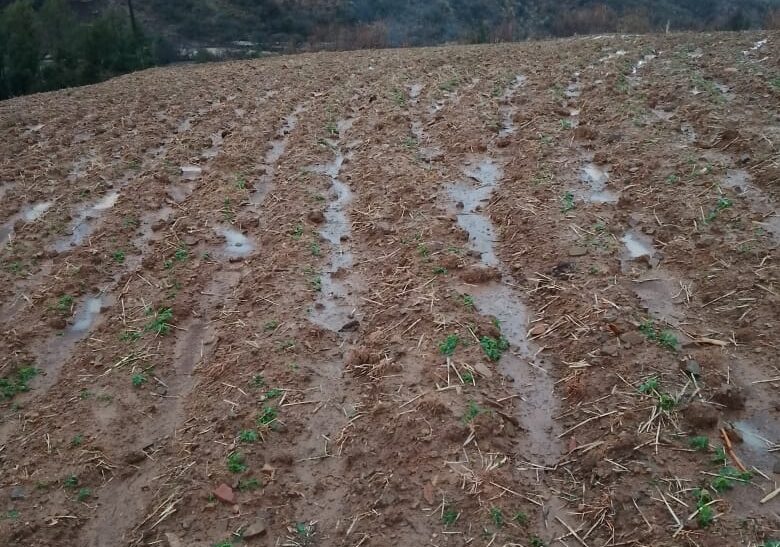 Central de Campesinos de Tarija Alerta Graves Daños en Cultivos por Intensas Lluvias y Granizadas
