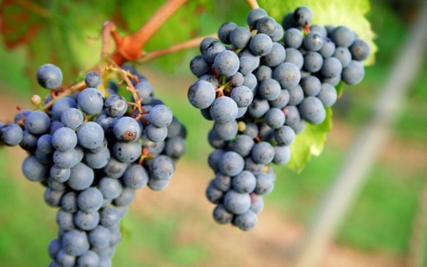 Aprueban Ley del Día Nacional del Tannat Boliviano Celebración Oficial del Vino Emblemático de Bolivia