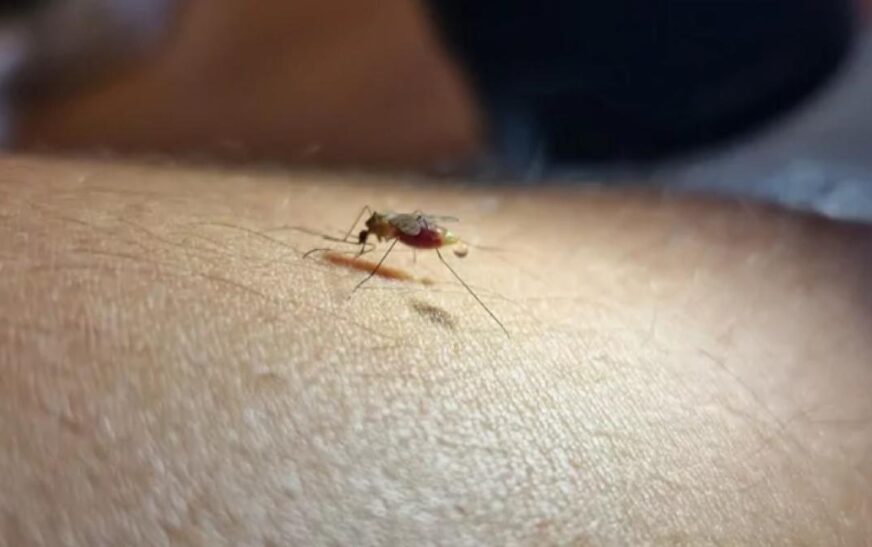 Epidemiólogo Riberalta descarta brote malaria comunidad local