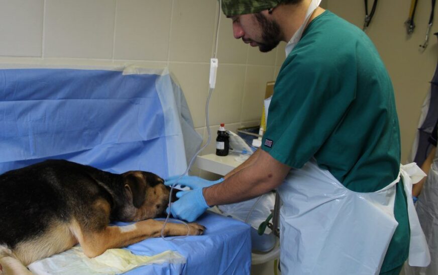 Veterinarios de Tarija solicitan no generalizar tras inspecciones a establecimientos de salud animal