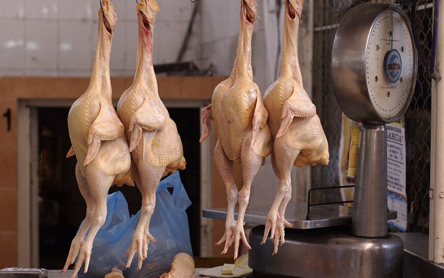 Subirá el precio del pollo y el huevo por incremento en el costo del maíz