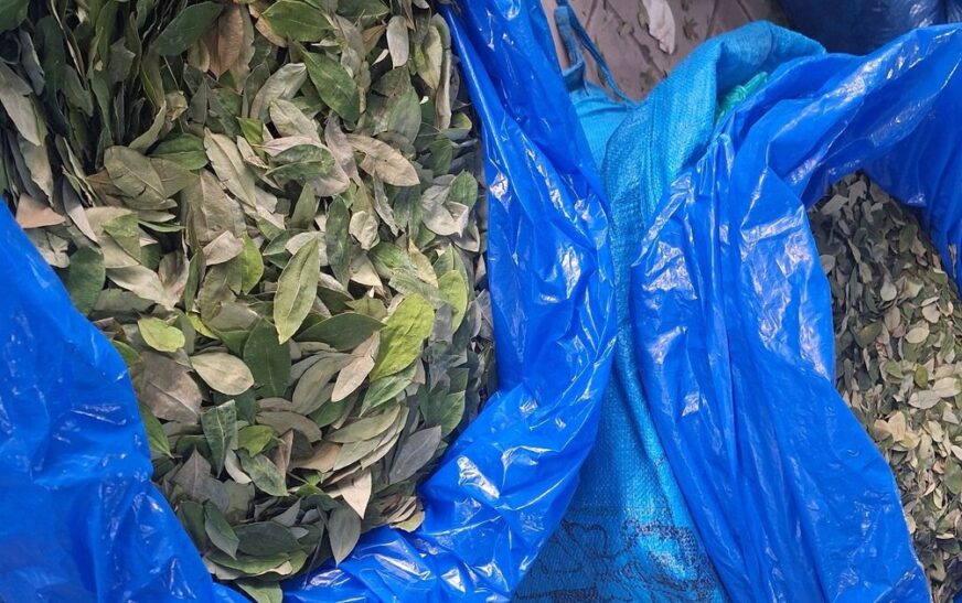 Coca de los Yungas Precio se Duplica en Cuatro Años por Inflación