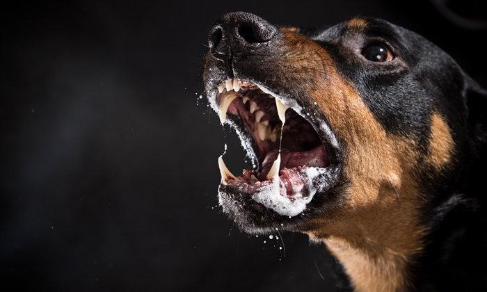 Campaña de rabia canina suspendida en Tarija causa alarma y exige atención urgente