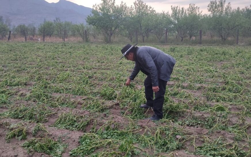 Tarija sufre devastadora granizada que destruye cultivos en tres comunidades y causa daños en ocho barrios urbanos