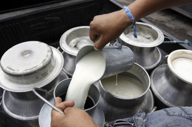 EBA detiene acopio de leche productores bolivianos sufren pérdidas millonarias diarias