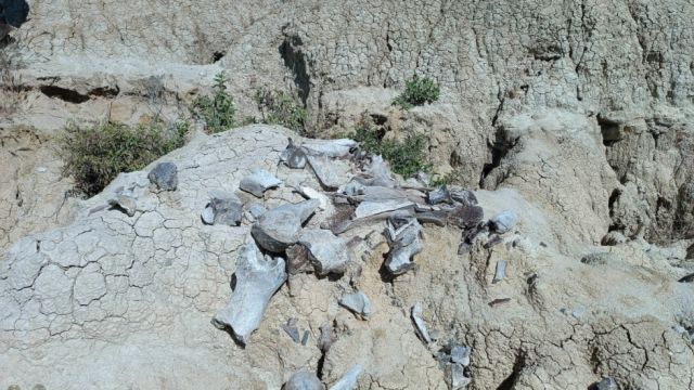 Tarija Descubre Impresionante Depósito Fósil Cenozoico Revela Secretos del Pasado