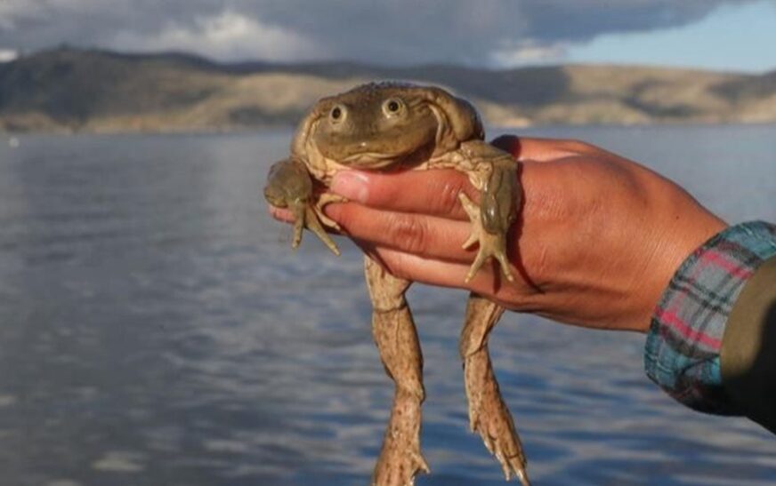 La rana gigante del Titicaca advierte sobre su peligro por consumo humano en Bolivia
