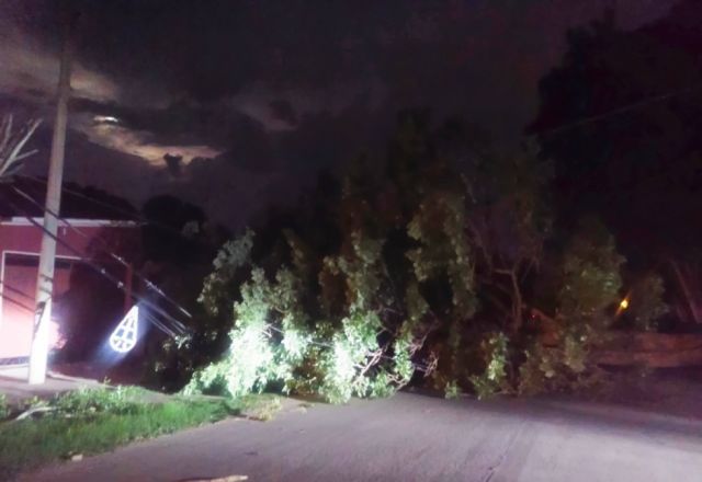 Villa Montes registra caída de árbol y corte de energía por fuertes vientos