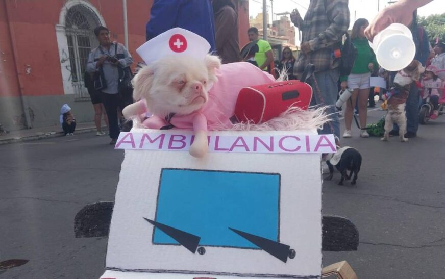 Cochabamba impulsa el Corso de Mascotas con disfraces creativos y coloridos