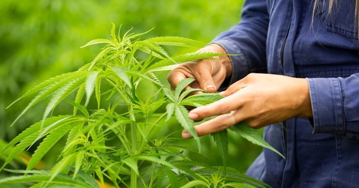 Policías en Santa Cruz descubren plantaciones de marihuana en un patio tras llamado de auxilio