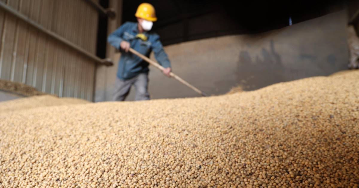 Productores bolivianos advierten que importar soya afecta la economía nacional