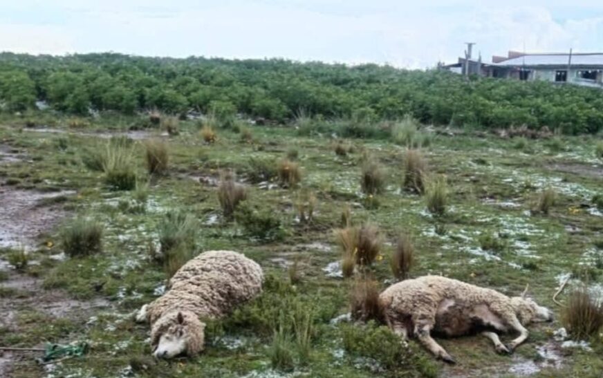 Granizada en Huarina destruye cultivos y causa muerte de animales