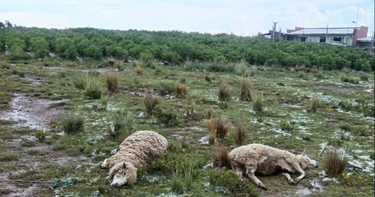 Granizada en Huarina destruye cultivos y causa muerte de animales