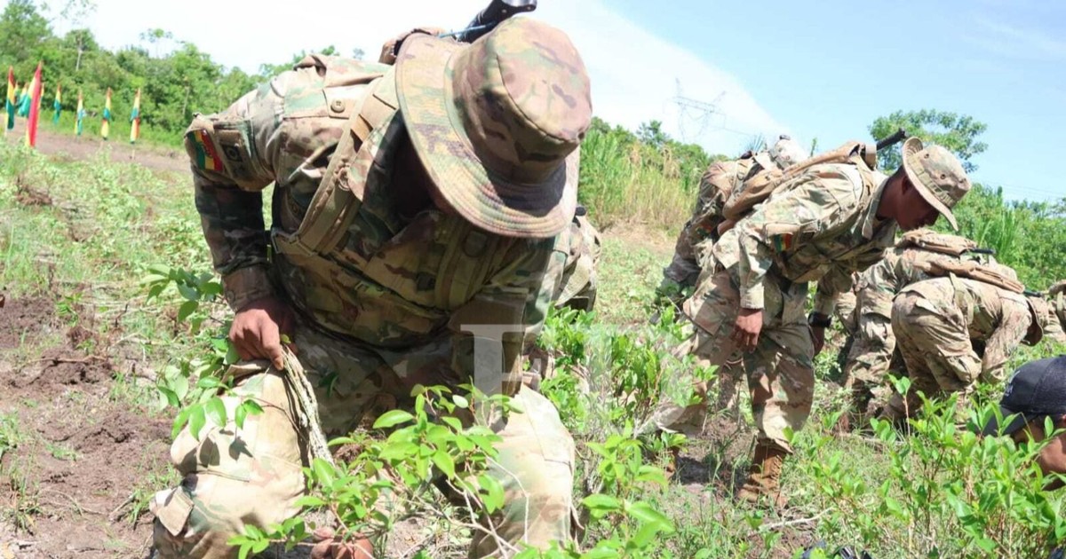 Viceministro Justiniano impulsa equilibrio para preservar coca legal y erradicar la ilegal en Bolivia