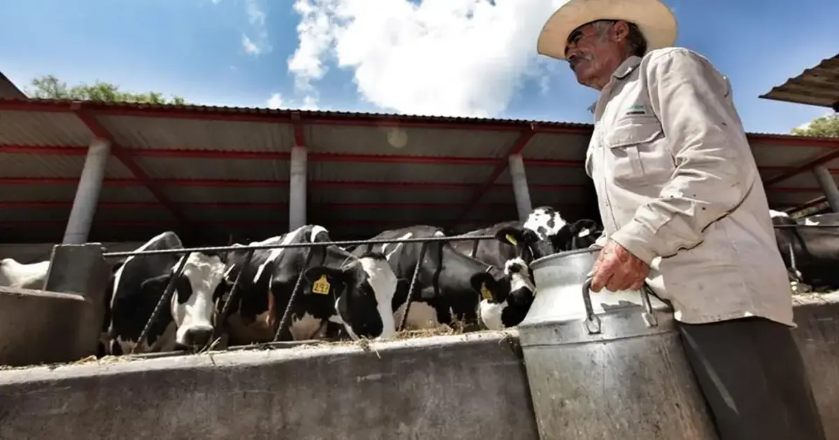 Lecheros de Cochabamba denuncian impacto del contrabando y franja de precios